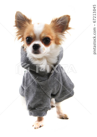 dressed chihuahua Violka 67213845