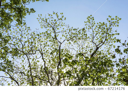 Forest trees. Blue sky in background. Forest trees. Blue sky in background. 67214176
