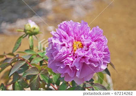 按鈕花 按鈕花 67214262