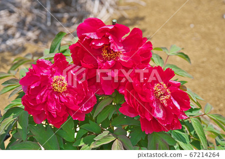 按鈕花 按鈕花 67214264