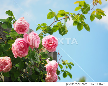 Landscape of Hokkaido Lloyds Rose Garden Landscape of Hokkaido Lloyds Rose Garden 67214676