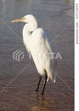 heron bird from egypt heron bird from egypt 67214859