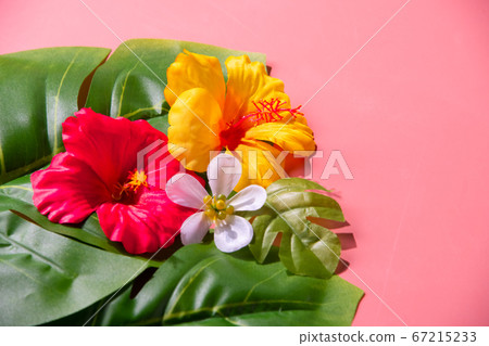 hibiscus, bloom, blossom 67215233