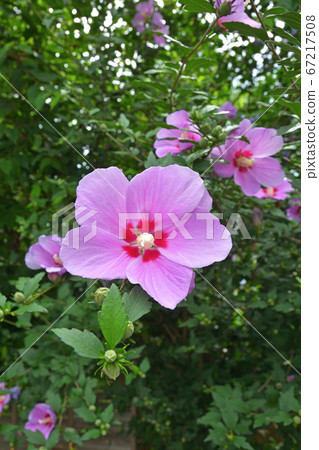 樹:木瓜錦葵 樹:木瓜錦葵 67217508