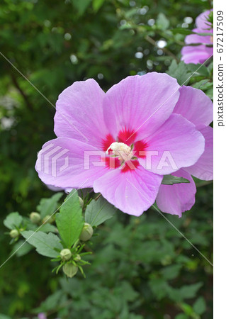 樹：木瓜錦葵 67217509