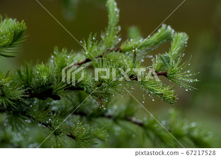 Get wet in morning dew Get wet in morning dew 67217528
