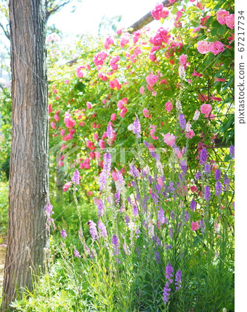 Landscape of Hokkaido Lloyds Rose Garden Landscape of Hokkaido Lloyds Rose Garden 67217734
