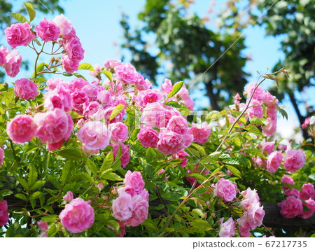 Scenery of Hokkaido Rose Garden of Shiroi Koibito Park Scenery of Hokkaido Rose Garden of Shiroi Koibito Park 67217735
