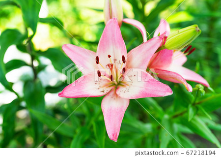 Pink lily flower close up 67218194