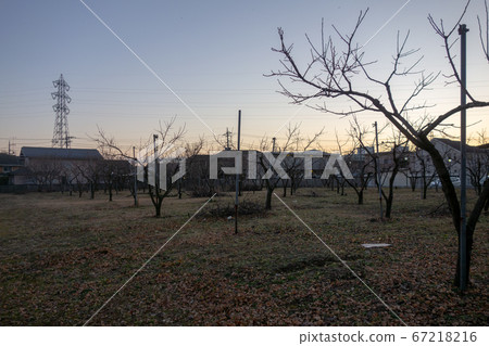 Winter field in the suburbs of Tokyo Winter field in the suburbs of Tokyo 67218216