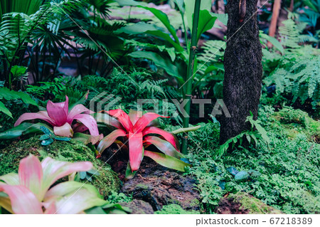 Urn bromeliad tropical plant in garden 67218389