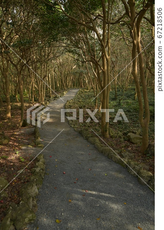 Kasayama Camellia Forest, Hagi City, Yamaguchi Prefecture 67218506