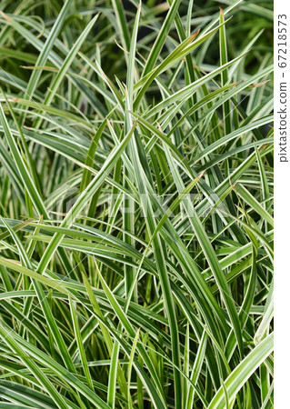 Sedge Ice Dance 67218573