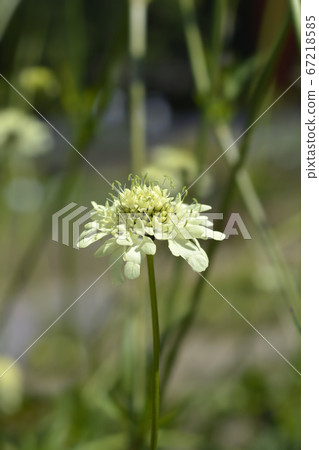 Giant scabious 67218585