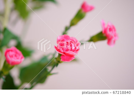 Fresh carnation flower (white background) Fresh carnation flower (white background) 67218840