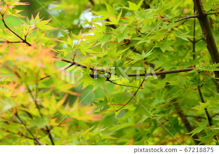 Ancient lotus garden, maple, Yodoe, Tottori prefecture Ancient lotus garden, maple, Yodoe, Tottori prefecture 67218875
