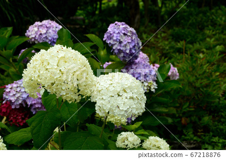 古老的蓮花園,繡球花,淀堂,鳥取縣 古老的蓮花園,繡球花,淀堂,鳥取縣 67218876