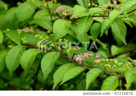 古代蓮花園，紫purple花，淀屋，鳥取縣 67218878