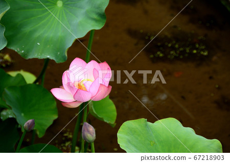 Ancient lotus garden, Yodoe, Tottori prefecture 67218903