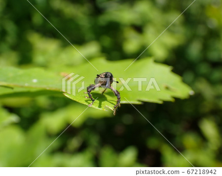 Bunting weevil perching on a leaf 67218942