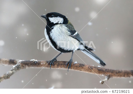 大山雀野生鳥在雪地日本山雀 67219021