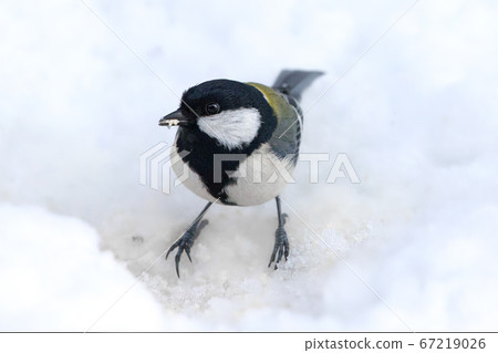 大山雀野生鳥在雪地日本山雀 67219026