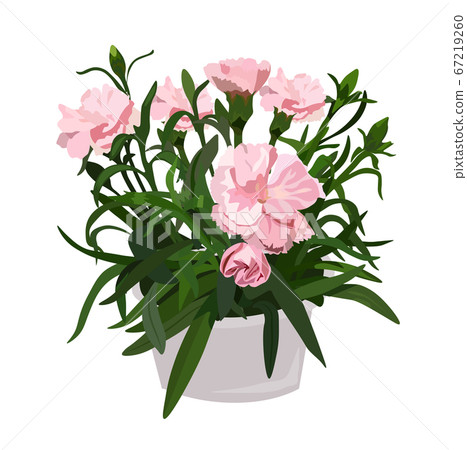 Vector stock illustration of a clove sprig in a pot. Pink flower Bud for a bouquet, watercolor greens. A bouquet of delicate carnations, a spring houseplant. Petals and leaves. Postcard on 8 March.  67219260