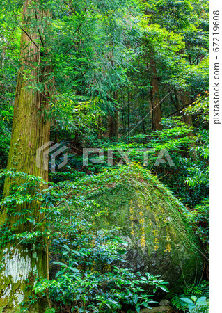 鮮綠色的滋賀山湯山觀音[福岡縣福岡市城南區] 67219608
