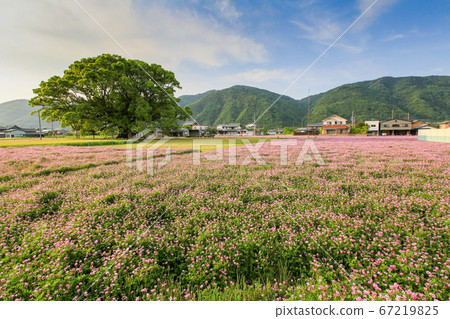 德島縣春東三好町加賀的大表親 德島縣春東三好町加賀的大表親 67219825