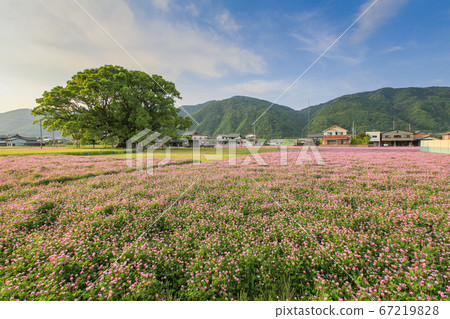 德島縣春東三好町加賀的大表親 67219828
