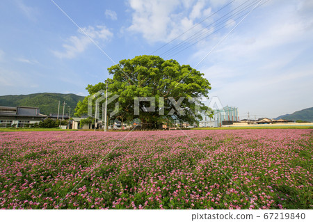 德島縣春東三好町加賀的大表親 德島縣春東三好町加賀的大表親 67219840