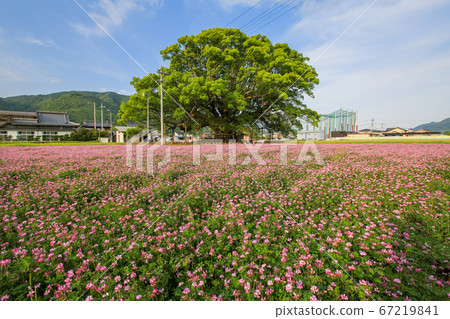 德島縣春東三好町加賀的大表親 德島縣春東三好町加賀的大表親 67219841