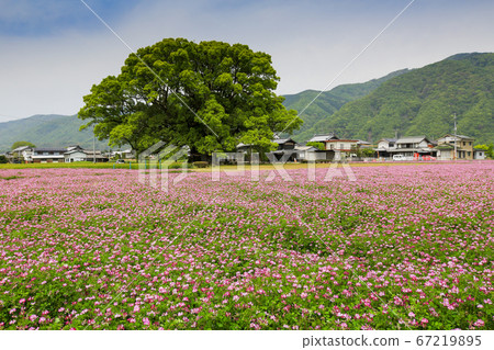 Tokushima Prefecture Haru Higashi Miyoshi-cho Kamo's large cous Tokushima Prefecture Haru Higashi Miyoshi-cho Kamo's large cous 67219895