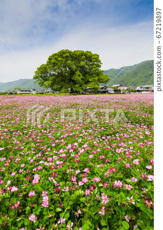 德島縣春東三好町加賀的大表親 67219897