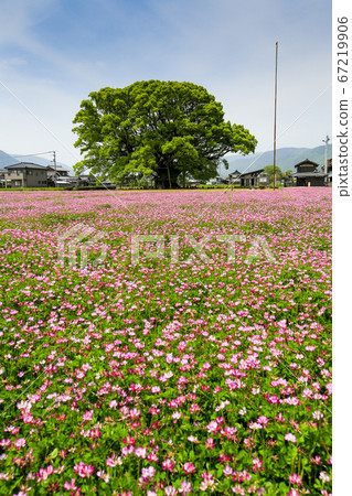 德島縣春東三好町加賀的大表親 德島縣春東三好町加賀的大表親 67219906