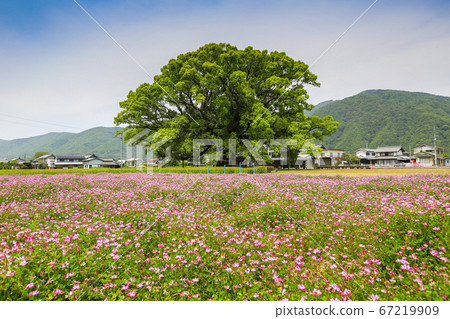 德島縣春東三好町加賀的大表親 67219909