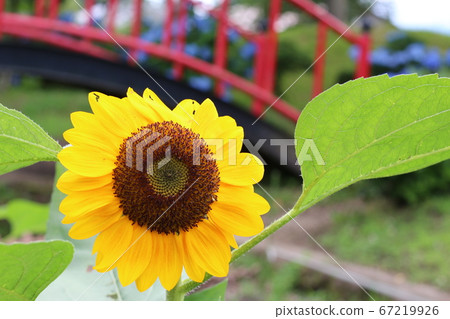 在公園裡盛開的向日葵 67219926