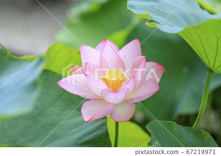 Toshodaiji lotus flowers in the grounds 67219971