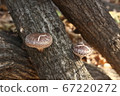 Ribbon shiitake Ribbon shiitake 67220272