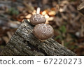 Ribbon shiitake Ribbon shiitake 67220273