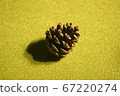 Pinecone Pinecone 67220274
