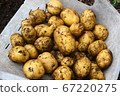 Potato Harvest Potato Harvest 67220275