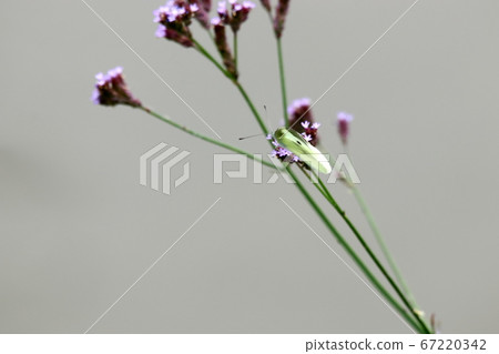 河白派 河白派 67220342