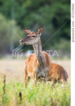 Young red deer hind standing on meadow in summertime. 67220666