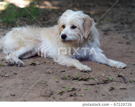 young small cute lovely dirty crossbreed dog white pastel beige colour resting playing outdoor on brown earth floor in home garden 67220726
