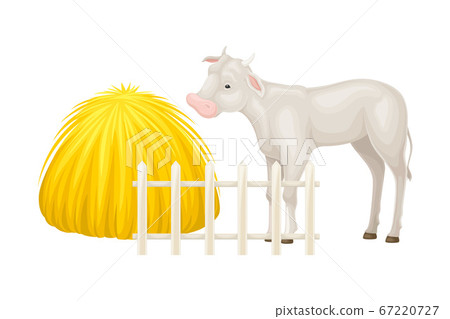 Cow Calf Grazing on Pasture with Haystack Vector Illustration Cow Calf Grazing on Pasture with Haystack Vector Illustration 67220727