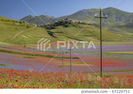 Castelluccio di Norcia, Italy - July 2020: beautifull valley filled with the colors of lentils, poppies and cornflowers Castelluccio di Norcia, Italy - July 2020: beautifull valley filled with the colors of lentils, poppies and cornflowers 67220751