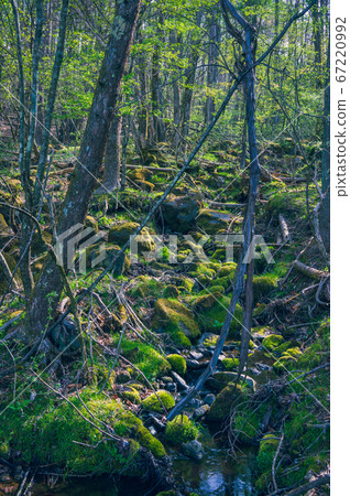 Yugen no Mori [Tateshina Kogen] 67220992