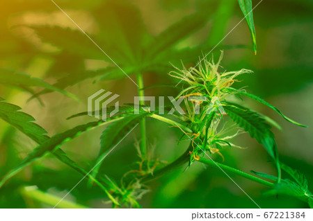 Marijuana plant flower. THC and CBD use in medicine and health care. Copy space near cannabis Marijuana plant flower. THC and CBD use in medicine and health care. Copy space near cannabis 67221384