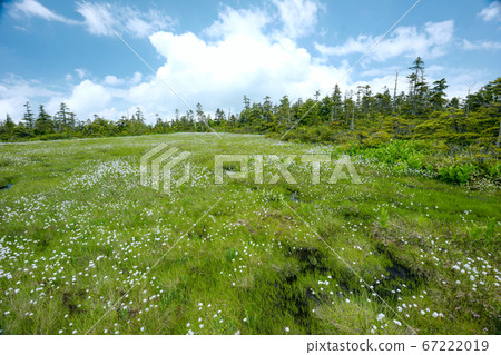 Yagima summit, cotton peony in Kindergarten pond Yagima summit, cotton peony in Kindergarten pond 67222019